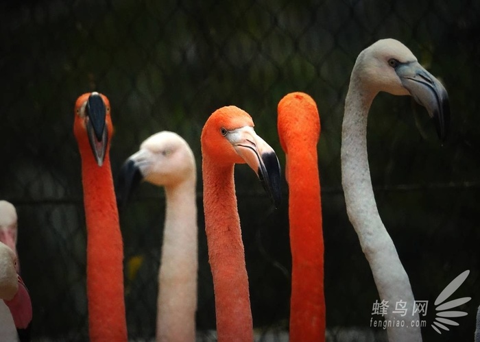 打鳥(niǎo)利器鋒芒畢露 索...