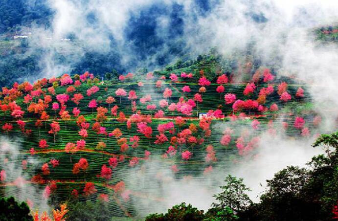 【大理起上】無(wú)量山櫻...