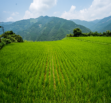 云南旅游元陽梯田-建...